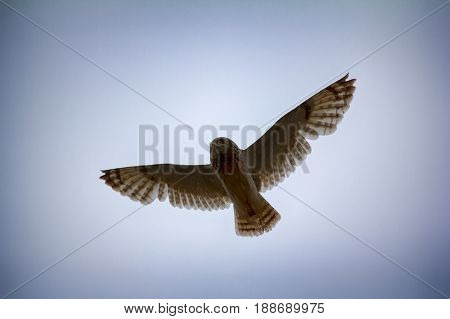 Short-eared Owl (marsh Owl, Asio Flammeus) Flies Over Nest