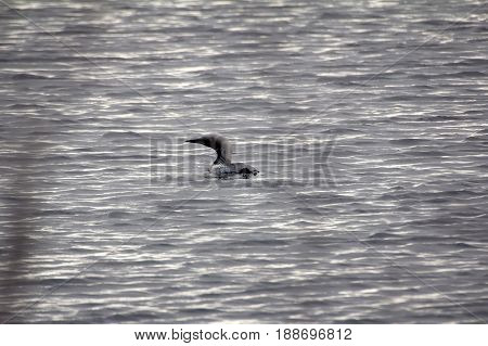 Black-throated Diver (gavia Arctica)