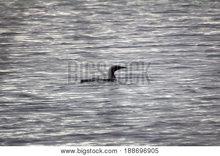 Black-throated Diver (gavia Arctica)