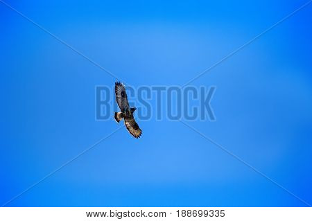 Rough-legged Buzzard Flying Over Nest.