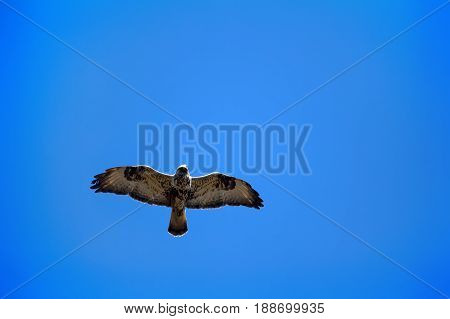 Rough-legged Buzzard Flying Over Nest.