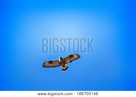 Rough-legged Buzzard Flying Over Nest.