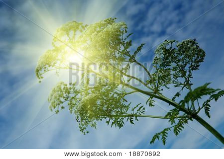 Cresson d'hiver et le soleil