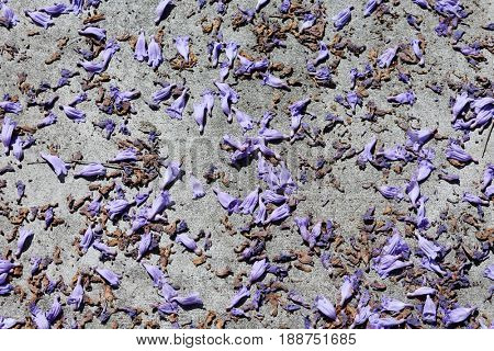 lavender and purple jacaranda flowers lay upon a white painted sidewalk on the ground.
backgrounds and textures 
