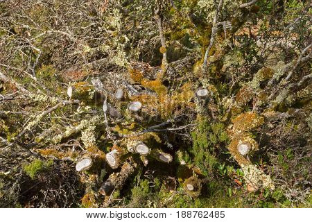 Different types of leaflike Lichen and moss growing on dead branches in forest at Cradle mountain, Lake St Clair National Park. Autumn in Tasmania, Australia