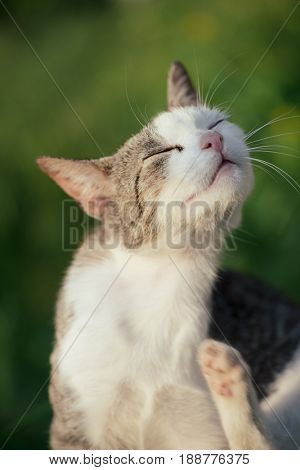 Scratching cat