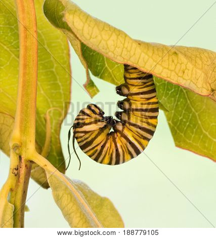 Monarch caterpillar hanging upside down in J-formation just before pupation; with his tentacles deflated and raggedy looking