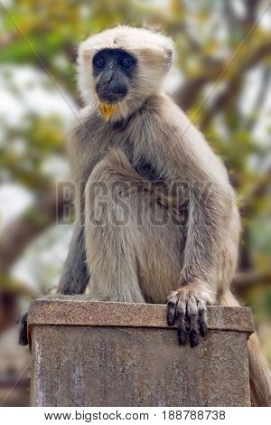 Langur monkey in the forest near Ram Jhula in India