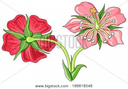 Flower Parts Diagram front and back view with all parts unlabeled useful for school education and botany biology science 