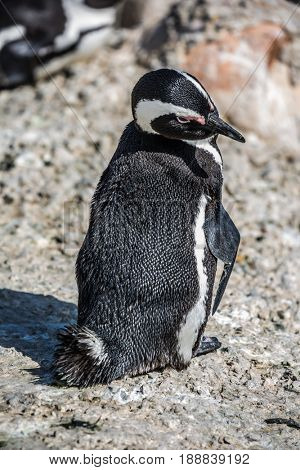 Funny penguin. African black - white penguin on the beach in Boulders Penguin Colony in the Table Mountain National Park. South Africa. The concept of ecotourism