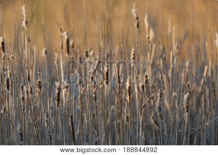 Bulrush plant on an autumnl lakeside