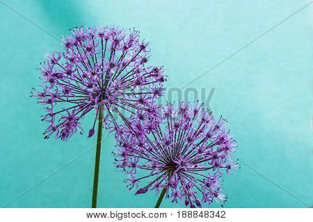 alium flowers looks like dandelion flowers with water drops over cyan background. abstract nature background