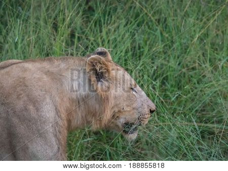 Afrion Lion In The Savannah At The Hlane Royal National Park, Swaziland