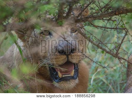Afrion Lions Eating A Zebra At The Hlane Royal National Park, Swaziland