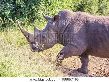 White Rhinoceros In The Savannah At Hlane Royal National Park, Swaziland