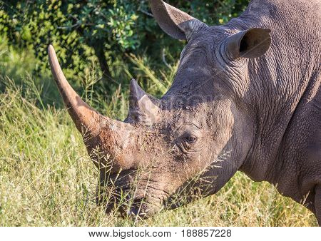 White Rhinoceros In The Savannah At Hlane Royal National Park, Swaziland