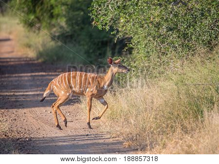 Nyala Female Crossing A Road At Hlane Royal National Park, Swaziland