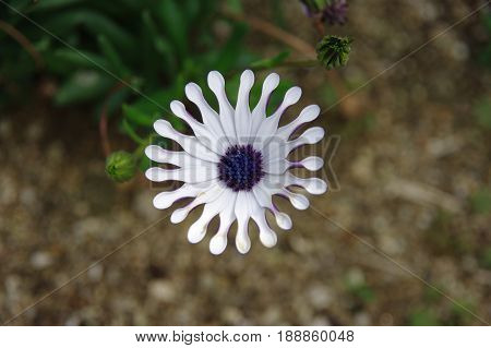 White osteospermum beautiful flower closeup outdoor view