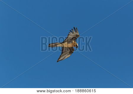 Portrait Of Flying Adult Bearded Vulture (gypaetus Barbatus) With Blue Sky