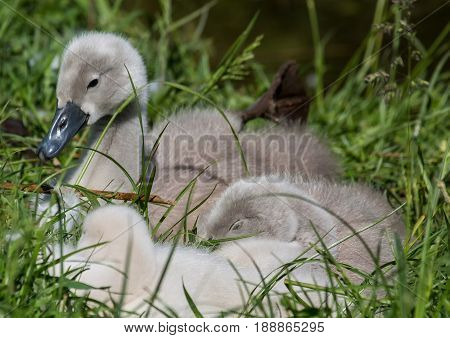 Two Week Old Mute Swan Babies Near A Pond In The District Of Buechenbach Of The City Of Erlangen