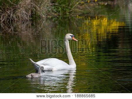 Two Week Old Mute Swan Babies Swimming Together With Their Parents On A Pond In The District Of Buec