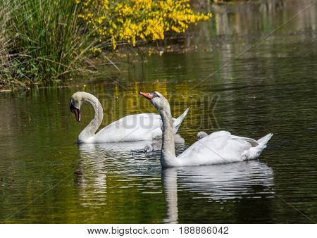 Two Week Old Mute Swan Babies Swimming Together With Their Parents On A Pond In The District Of Buec