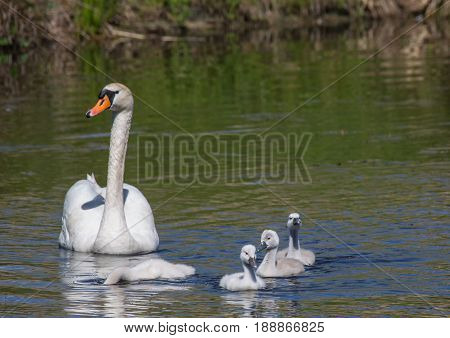 Two Week Old Mute Swan Babies Swimming Together With Their Parents On A Pond In The District Of Buec