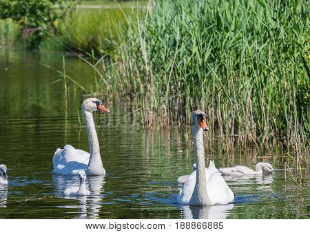 Two Week Old Mute Swan Babies Swimming Together With Their Parents On A Pond In The District Of Buec