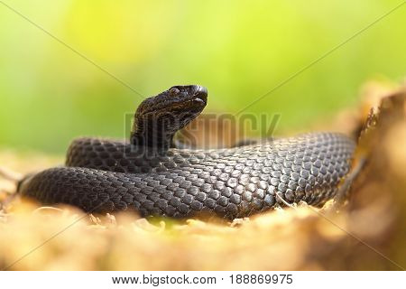 black nicolsky adder basking on the forest ground ( Vipera berus nikolskii )