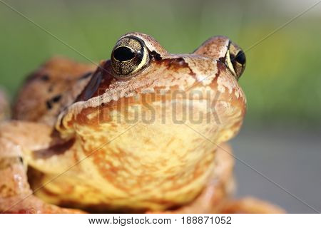 macro portrait of european common frog ( Rana temporaria )