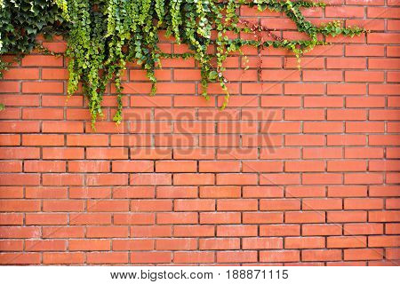 Ivy On A Brick Wall. Ivy Twists A Brick Wall.