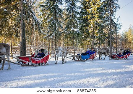 People In Reindeer Sled Caravan Safari At Forest Finnish Lapland