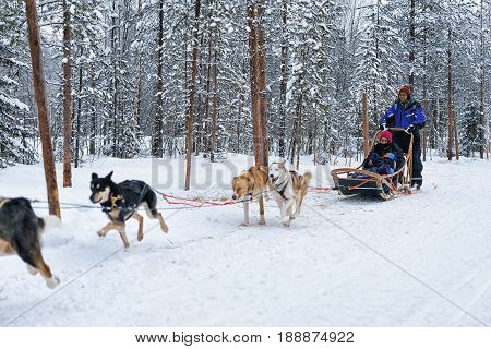 Indian Family With Child Riding Husky Dog Sledge In Lapland