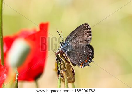 Satyrium Ilicis. Close up of butterfly in nature with Poppy flowers.