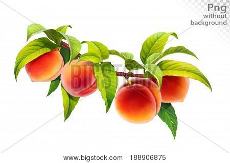 Peach on a branch with leaves, png without background