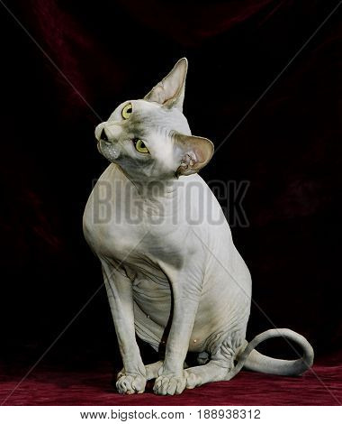 Sphynx hairless cat Looking at the side, isolated on black background
