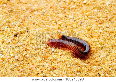 millipede walking on sand in the morning