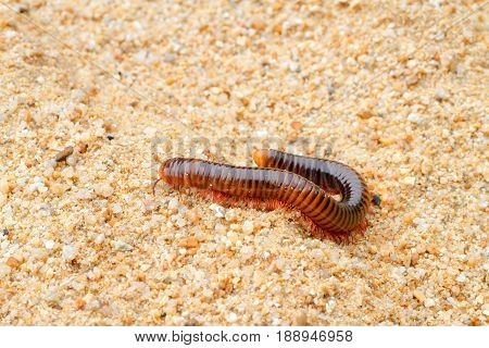millipede walking on sand in the morning