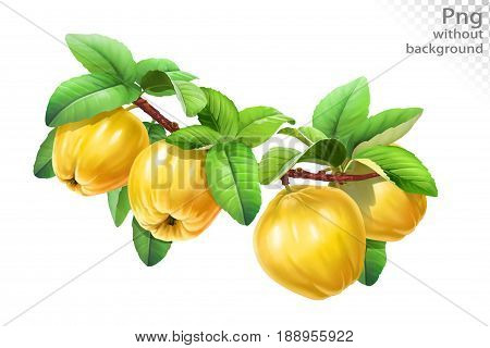 Quince on a branch with leaves, png without background