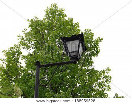 Street lamp on the background of a tree