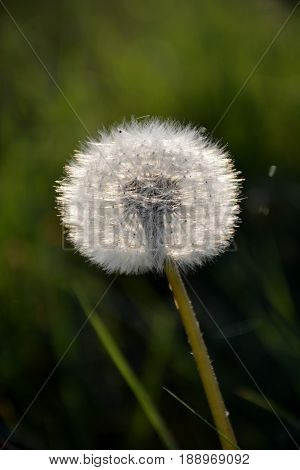 Dandelion Clock close up in the afternoon