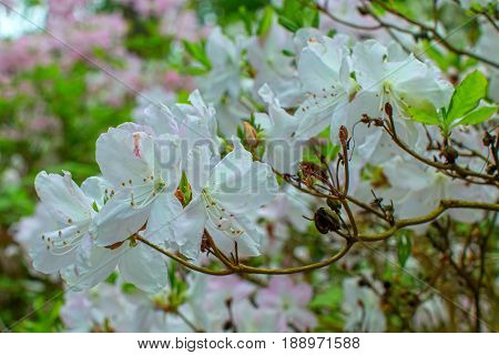 Rhododendron beautiful flower. Latvian University Rhododendron nursery 