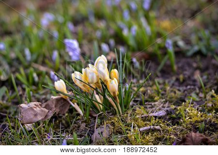 Little spring flowers on the ground in the afternoon