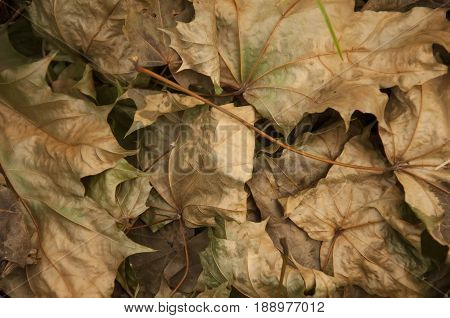 Colorful oppsie maple leaves on the ground