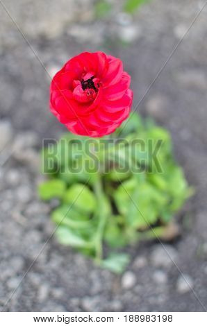 Red Buttercup Closeup Or Ranunculus Flower