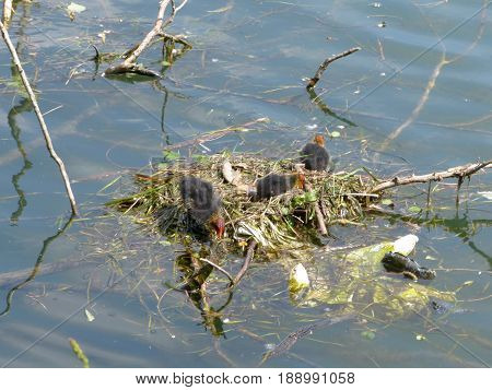 A nest of ducklings on Adda River - Lombardy - Italy