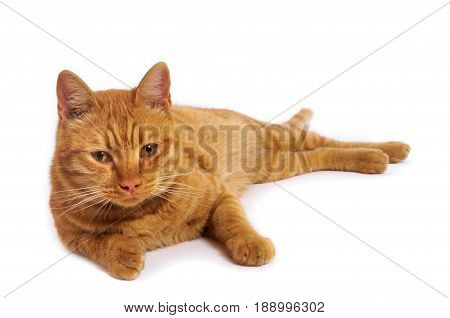 brindle Big redhead cat with big yellow eyes lying isolated on white background.