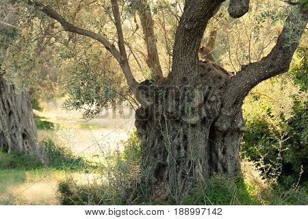 Shade of old olive tree Olea europaea groove in Greek countryside of rural Greece