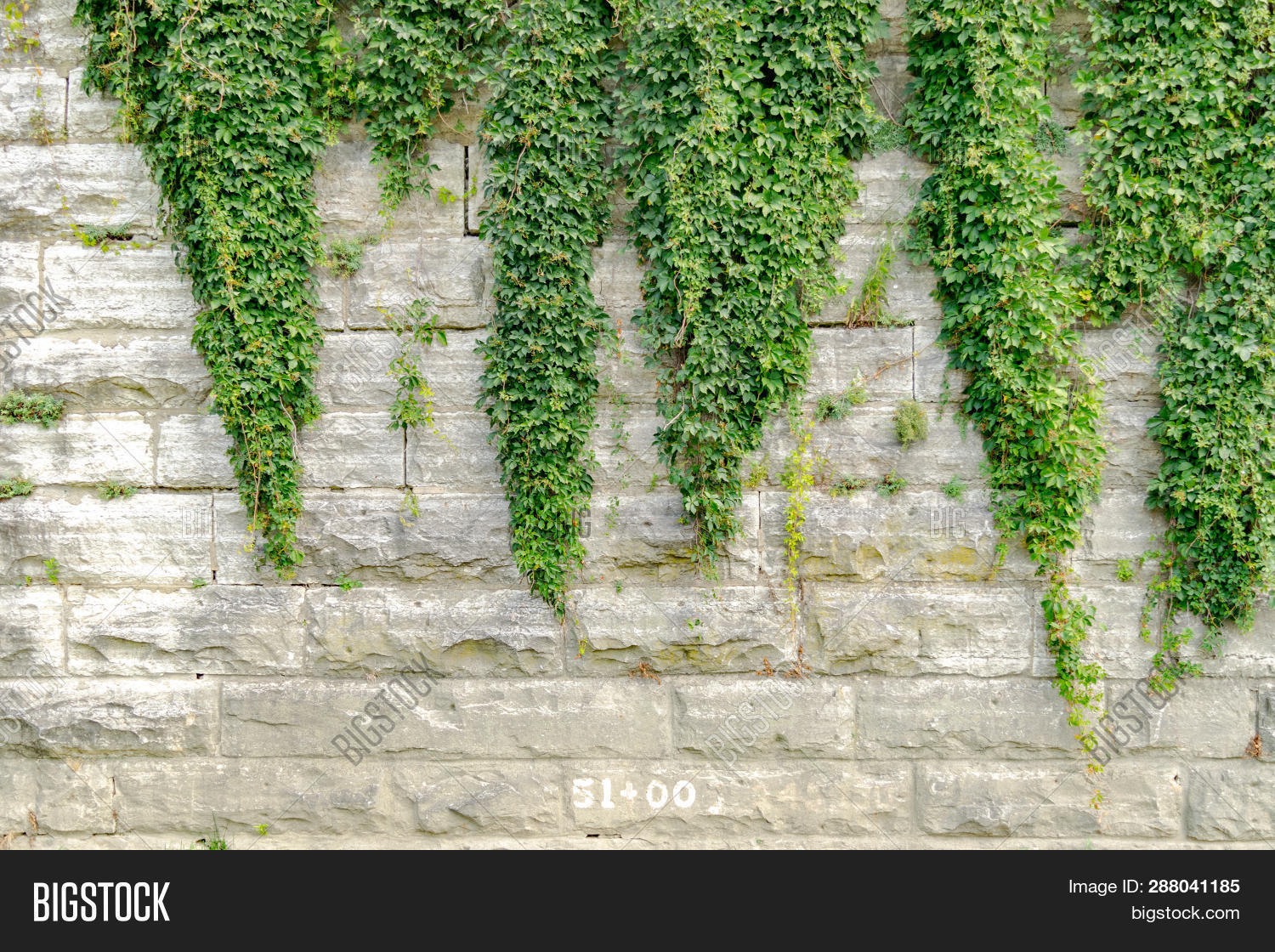 Vine Ivy Wall Concrete Image Photo Free Trial Bigstock