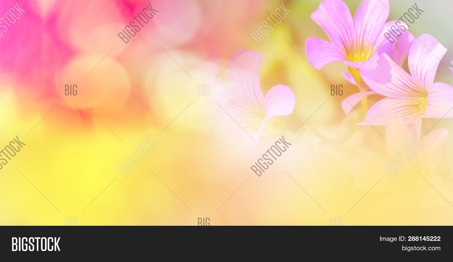 Nature Pink Yellow Image Photo Free Trial Bigstock